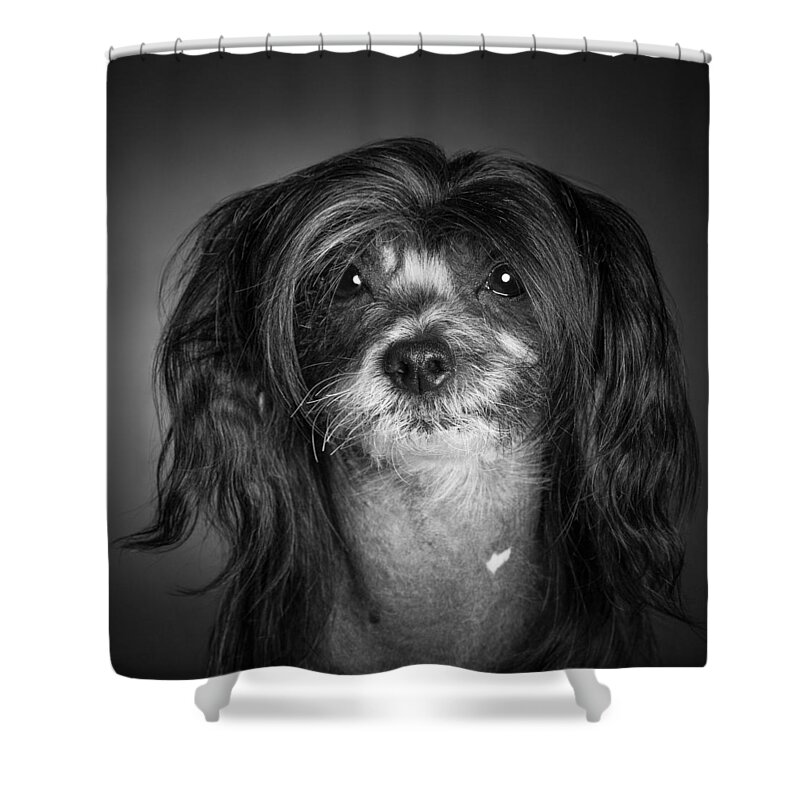 Dog Shower Curtain featuring the photograph Chinese Crested - 02 by Larry Carr