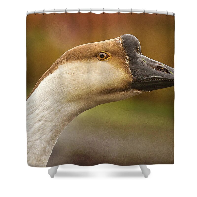 Jean Noren Shower Curtain featuring the photograph Chinese Goose by Jean Noren