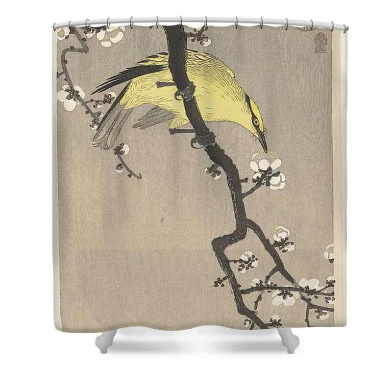 Oriental Shower Curtain featuring the painting Chinese oriole on pruimenbloesemtak by Ohara Koson and Akiyama Buemon