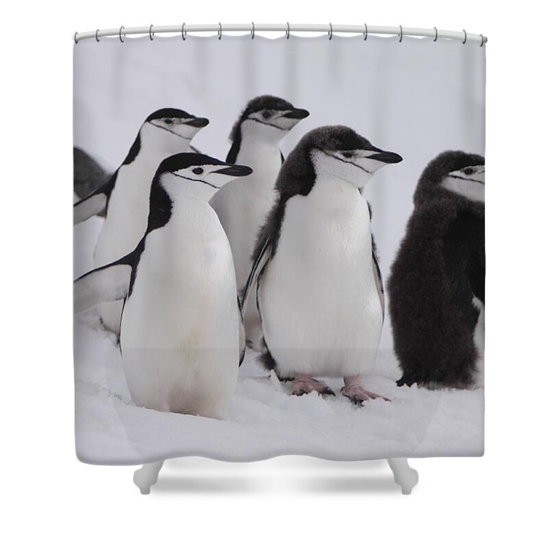 Penguin Shower Curtain featuring the photograph Chinstrap Penguins by Bruce J Robinson