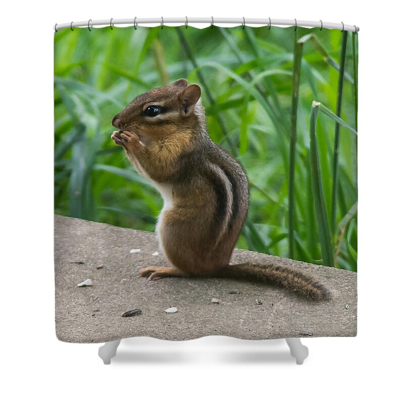Chipmunk Shower Curtain featuring the photograph Chipmunk by Holden The Moment