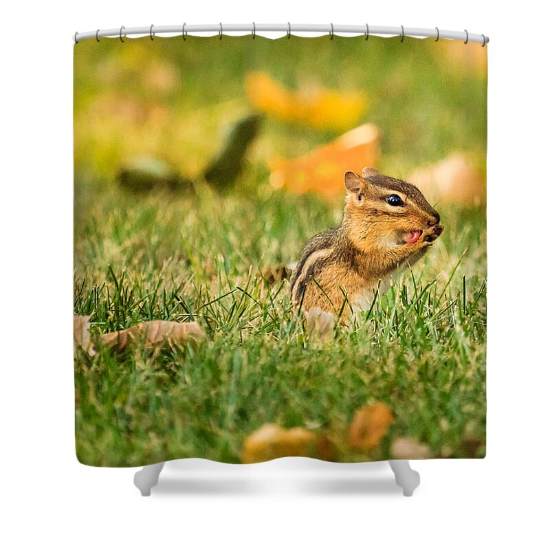 Animal Shower Curtain featuring the photograph Chipmunk Licking His Paws by Joni Eskridge