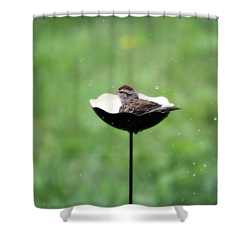 Chipping Sparrow Shower Curtain featuring the photograph Chipping Sparrow Bath by Jackson Pearson