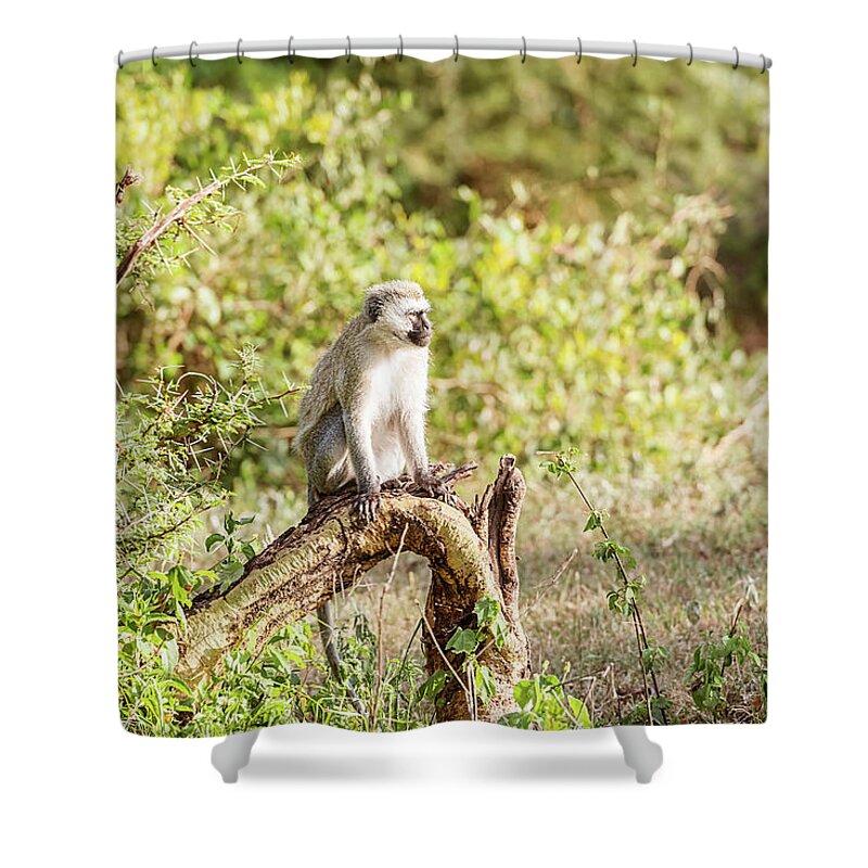 Vervet Monkey Shower Curtain featuring the photograph Chlorocebus pygerythrus, vervet monkey in Serengeti National Par by Marek Poplawski