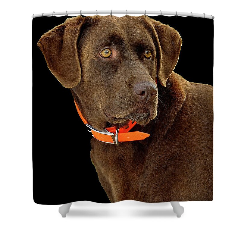 Dog Shower Curtain featuring the photograph Chocolate Lab by William Jobes