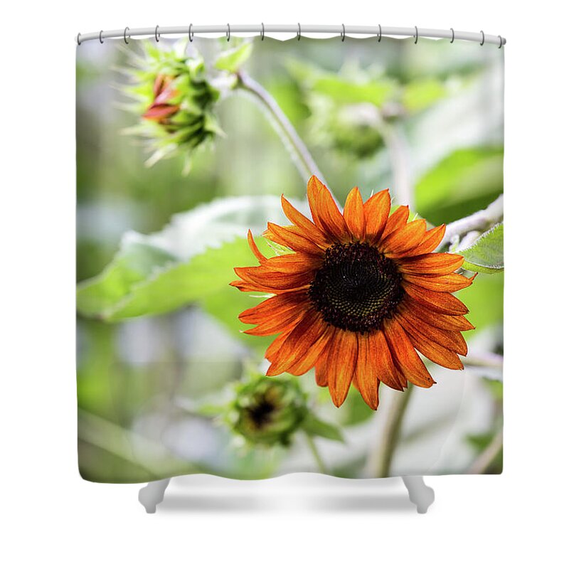 Sunflower Shower Curtain featuring the photograph Chocolate Sunflower by Charles Hite