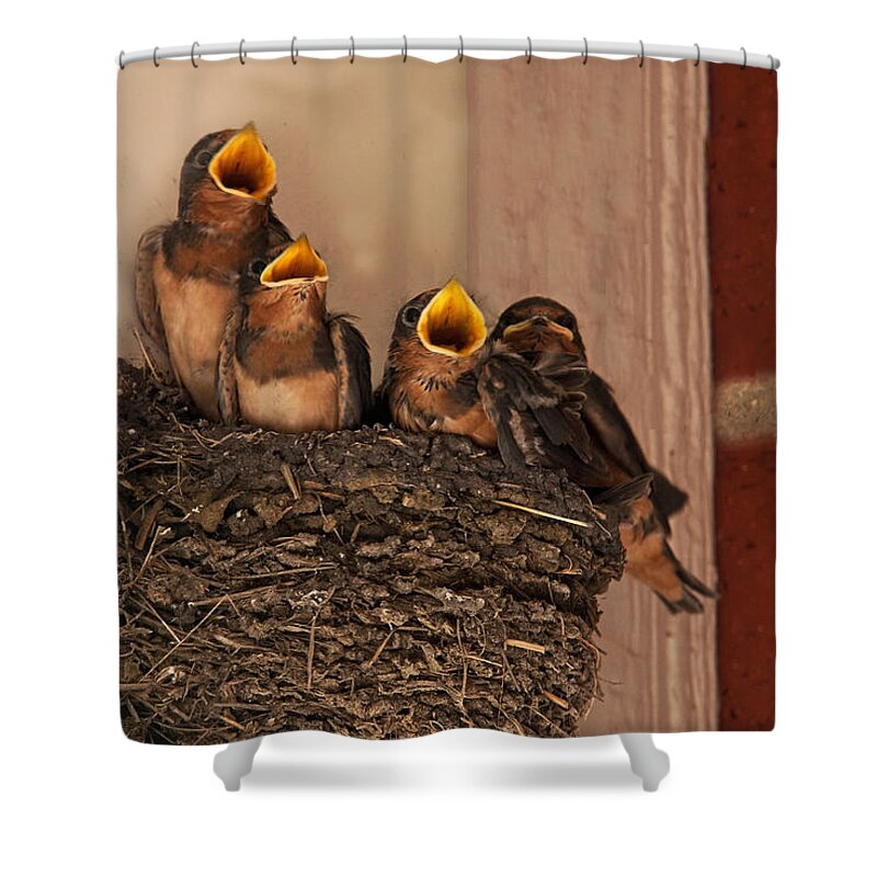 Barn Swallow Shower Curtain featuring the photograph Choir Practice by Mark Alder