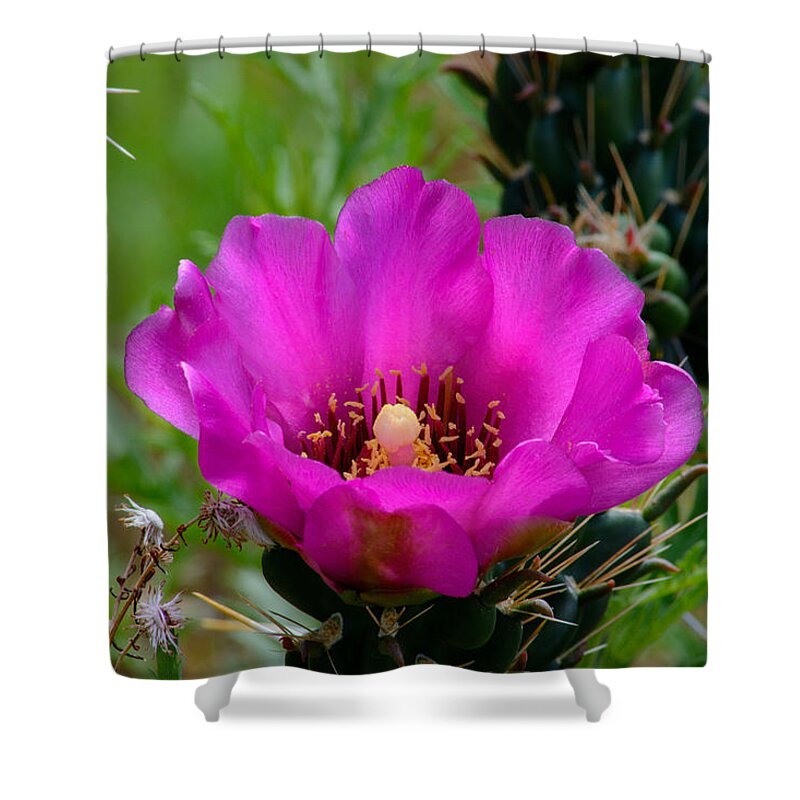 Cholla Cactus Flower Shower Curtain featuring the photograph Cholla Cactus Flower by Tikvah's Hope
