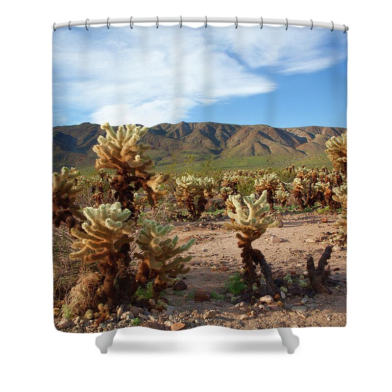 Joshua Tree National Park Shower Curtain featuring the photograph Cholla Cactus Garden - Joshua Tree National Park by Ram Vasudev