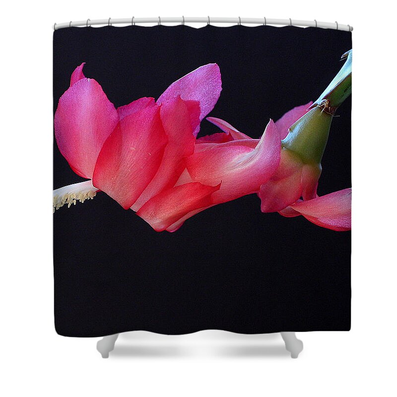 Christmas Shower Curtain featuring the photograph Christmas Cactus on Black by Farol Tomson