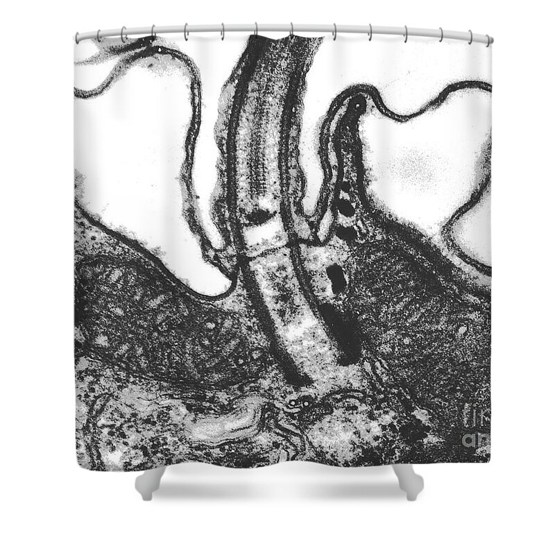 Ciliate Shower Curtain featuring the photograph Cilium and Basal Body TEM by Greg Antipa