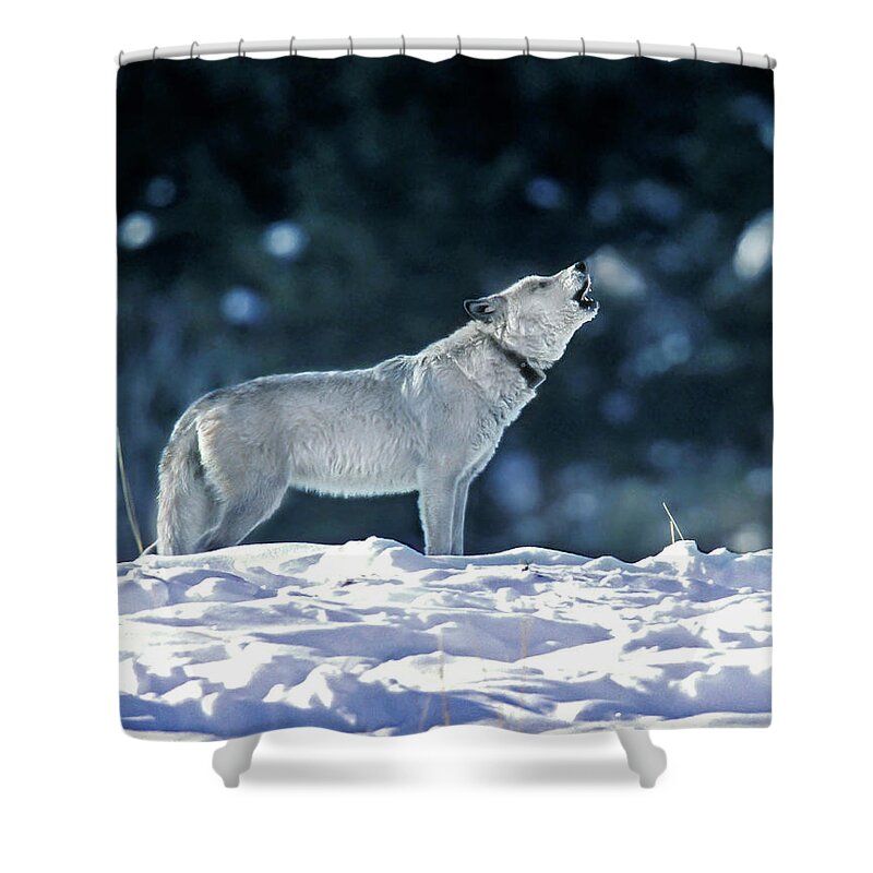 Mark Miller Photos Shower Curtain featuring the photograph Cinderella Wolf 42F by Mark Miller