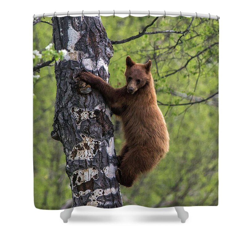 Bear Shower Curtain featuring the photograph Cinnamon Climb by Kevin Dietrich