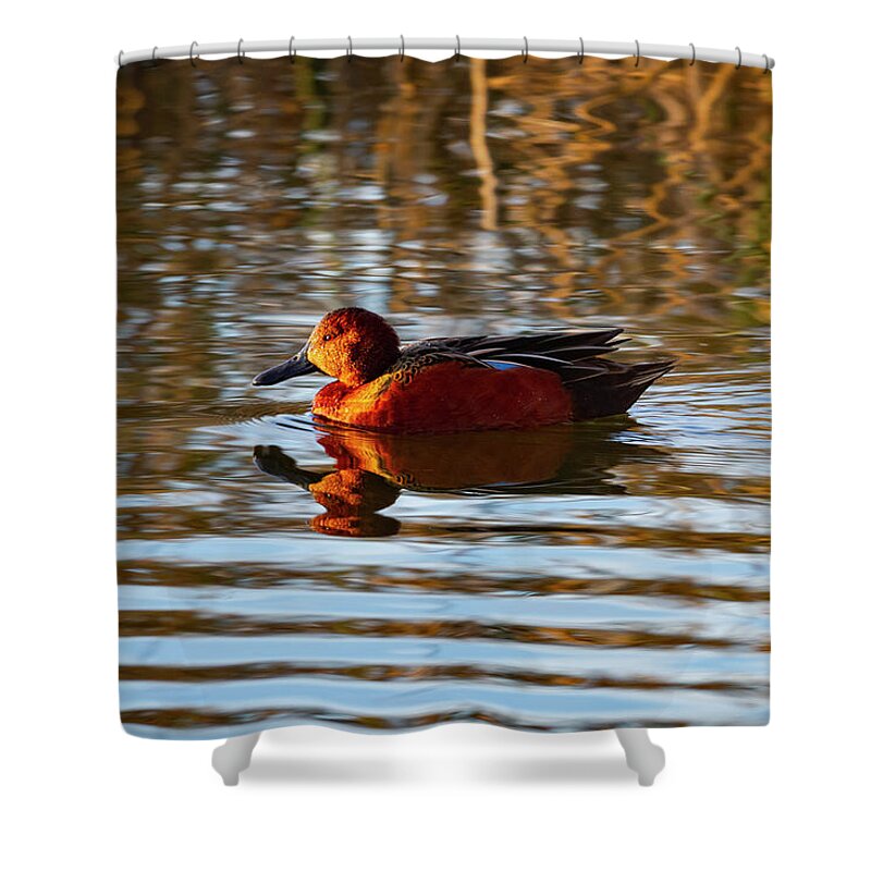 Mark Miller Photos Shower Curtain featuring the photograph Cinnamon Teal in Golden Light by Mark Miller