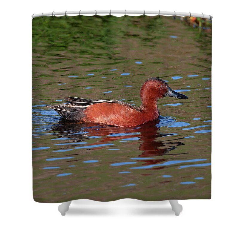 Mark Miller Photos Shower Curtain featuring the photograph Cinnamon Teal in Pretty Water by Mark Miller