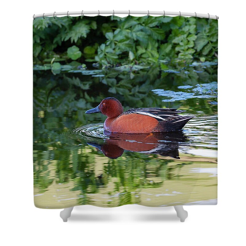 Mark Miller Photos Shower Curtain featuring the photograph Cinnamon Teal in Quiet Waters by Mark Miller