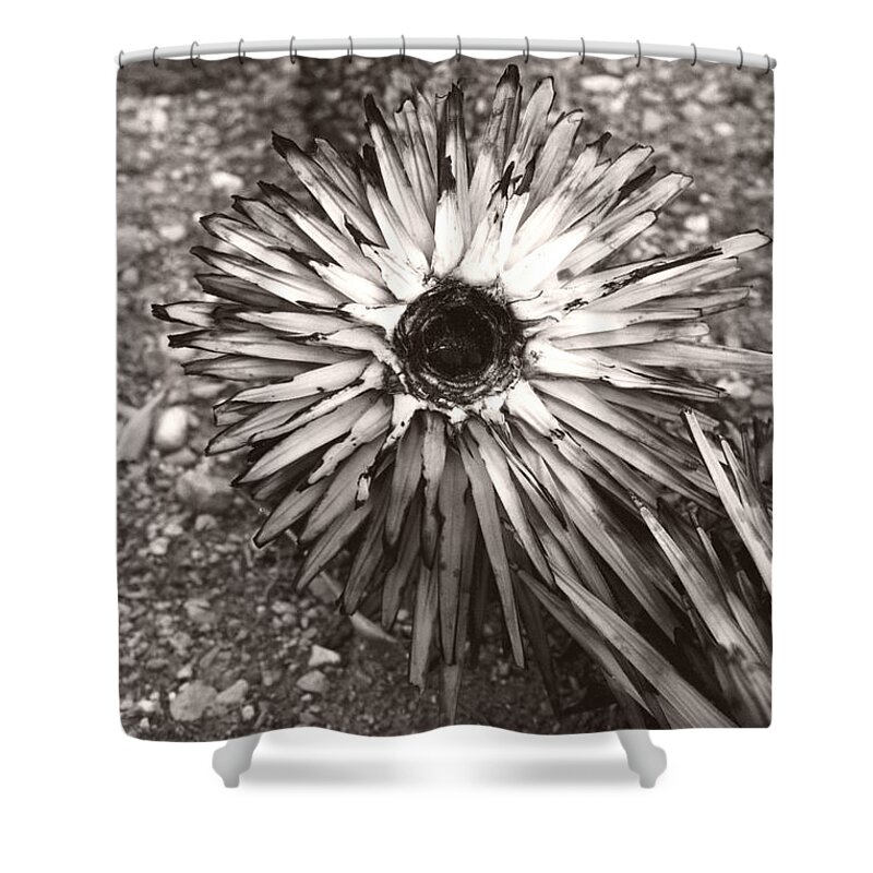 Black Shower Curtain featuring the photograph Circle Top of Joshua Tree by Heather Kirk