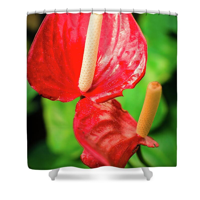 Chicago Shower Curtain featuring the photograph City Garden Flowers by Miguel Winterpacht