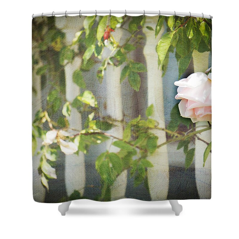 Rose Shower Curtain featuring the photograph Classic Beauty by TK Goforth