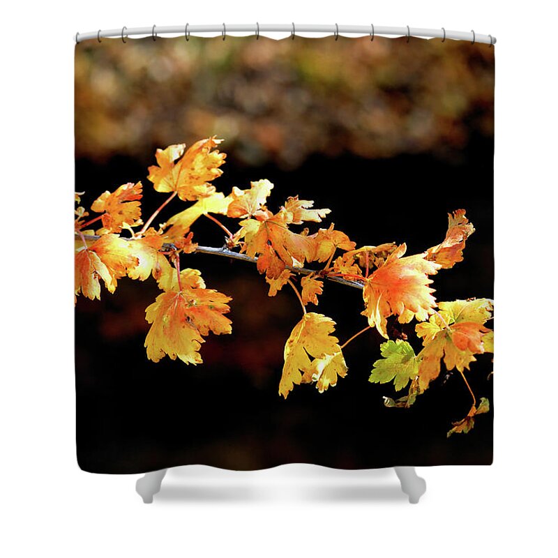 Autumn Shower Curtain featuring the photograph Classic Colors by Ron Cline