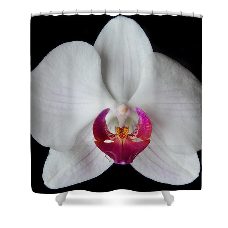 Orchid Shower Curtain featuring the photograph Classic White Orchid by Terence Davis