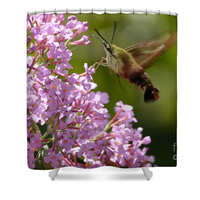 Hummingbird Clearwing Shower Curtain featuring the photograph Clearwing Pink by Randy Bodkins