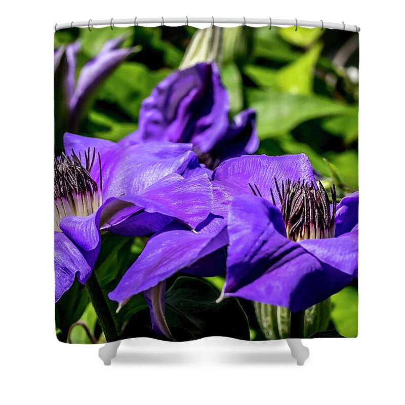 Flower Shower Curtain featuring the digital art Clematis at Spring by Ed Stines