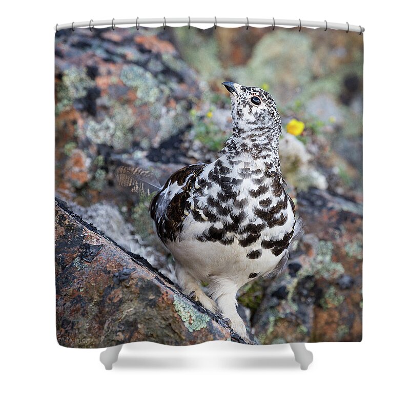 Ptarmigan Shower Curtain featuring the photograph Cliffside Showoff by Tim Newton