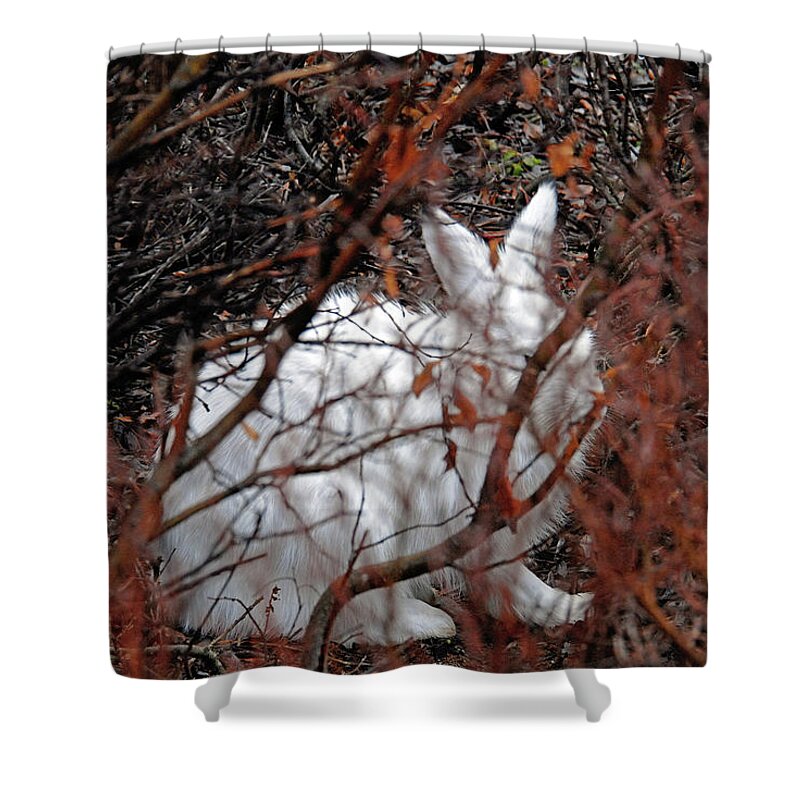 Climate-change Shower Curtain featuring the photograph Climate-Change-Hindered Hiding Hare by Ted Keller