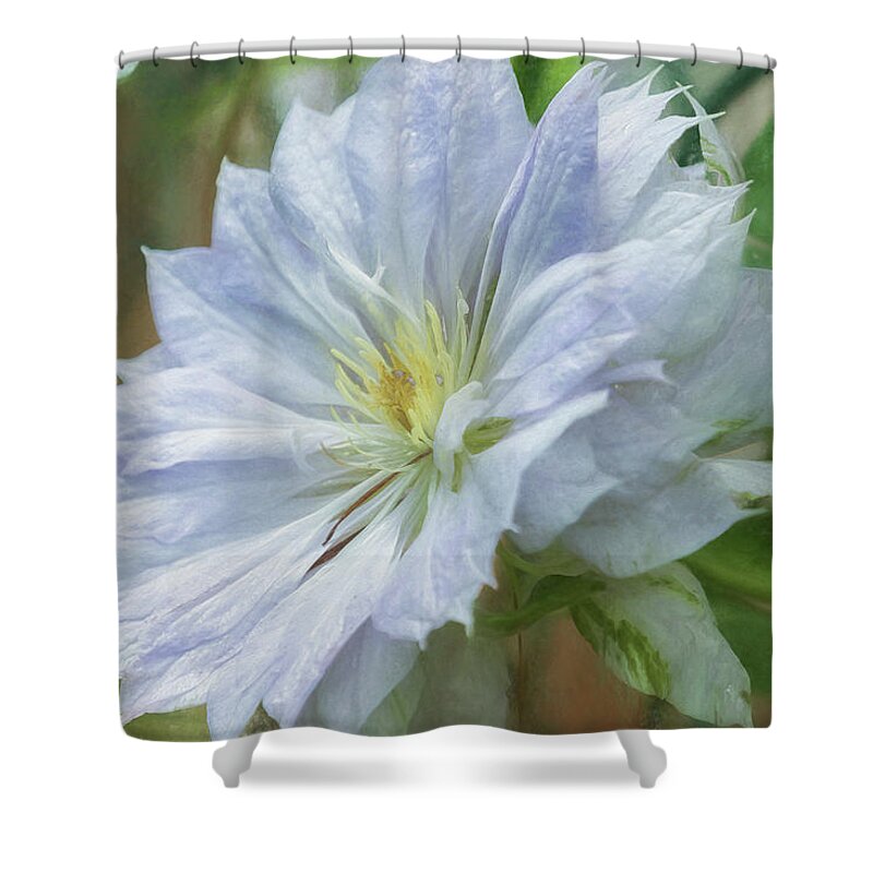 Clematis Shower Curtain featuring the photograph Climbing Clematis Vine by Belinda Greb