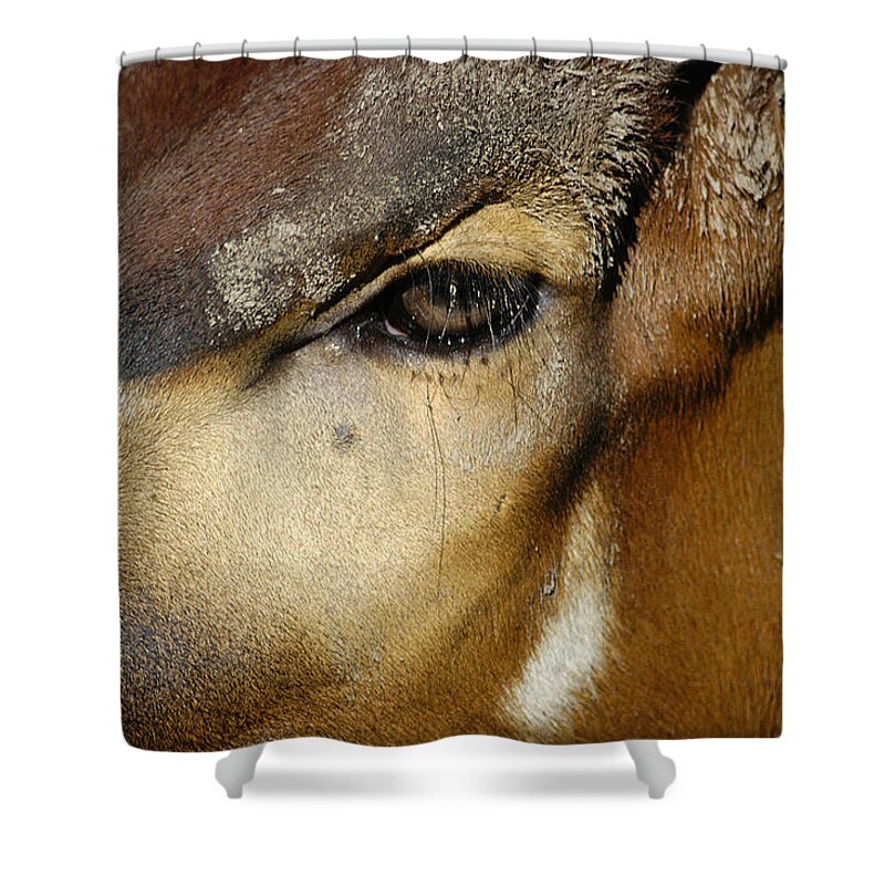 Memphis Zoo Shower Curtain featuring the photograph Close Encounter by DArcy Evans