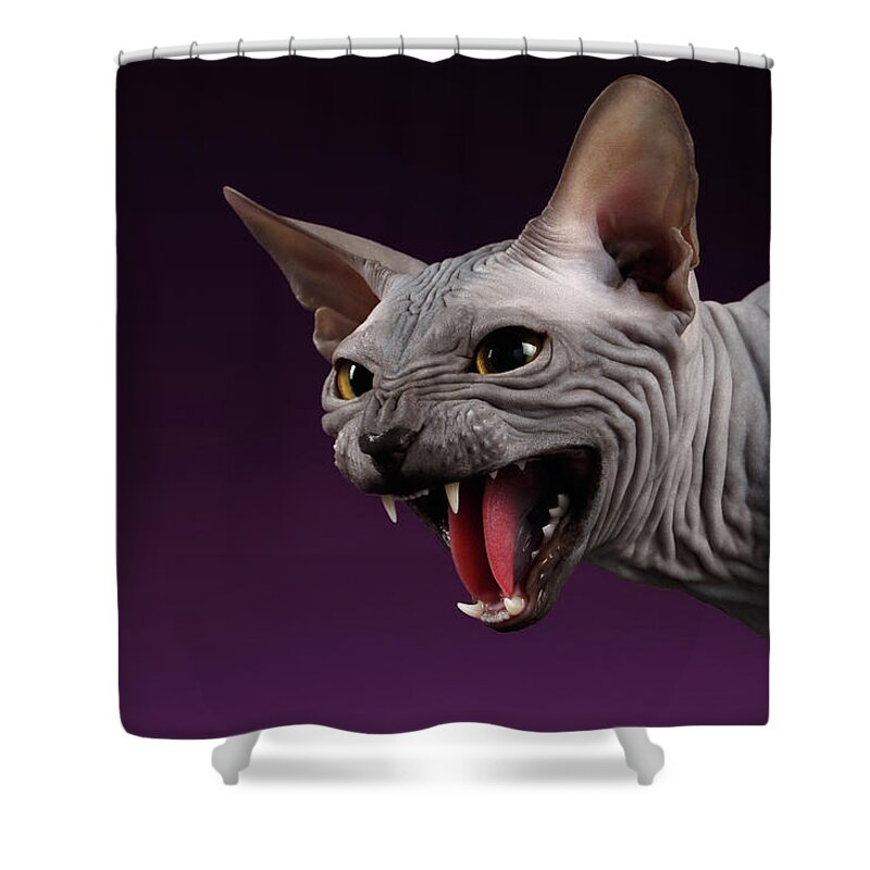 Sphynx Shower Curtain featuring the photograph Close-up Aggressive Sphynx Cat Hisses on purple by Sergey Taran