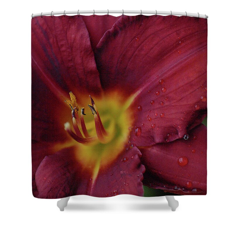 Flower Shower Curtain featuring the photograph Close Up Day Lily by Vivian Martin