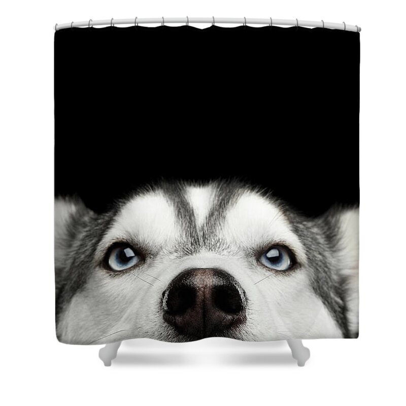 Dog Shower Curtain featuring the photograph Close-up Head of peeking Siberian Husky by Sergey Taran