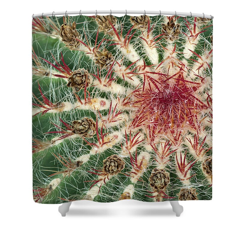Cacti Shower Curtain featuring the photograph Close-up of cactus with purple spines by GoodMood Art