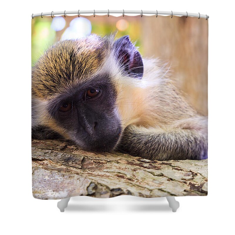 Landscape Shower Curtain featuring the photograph Close up of green monkey - Barbados by Matteo Colombo