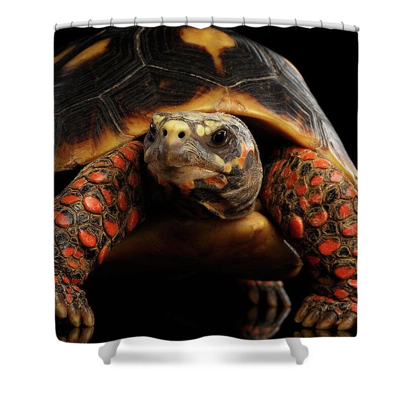 Tortoise Shower Curtain featuring the photograph Close-up of Red-footed tortoises, Chelonoidis carbonaria, Isolated black background by Sergey Taran