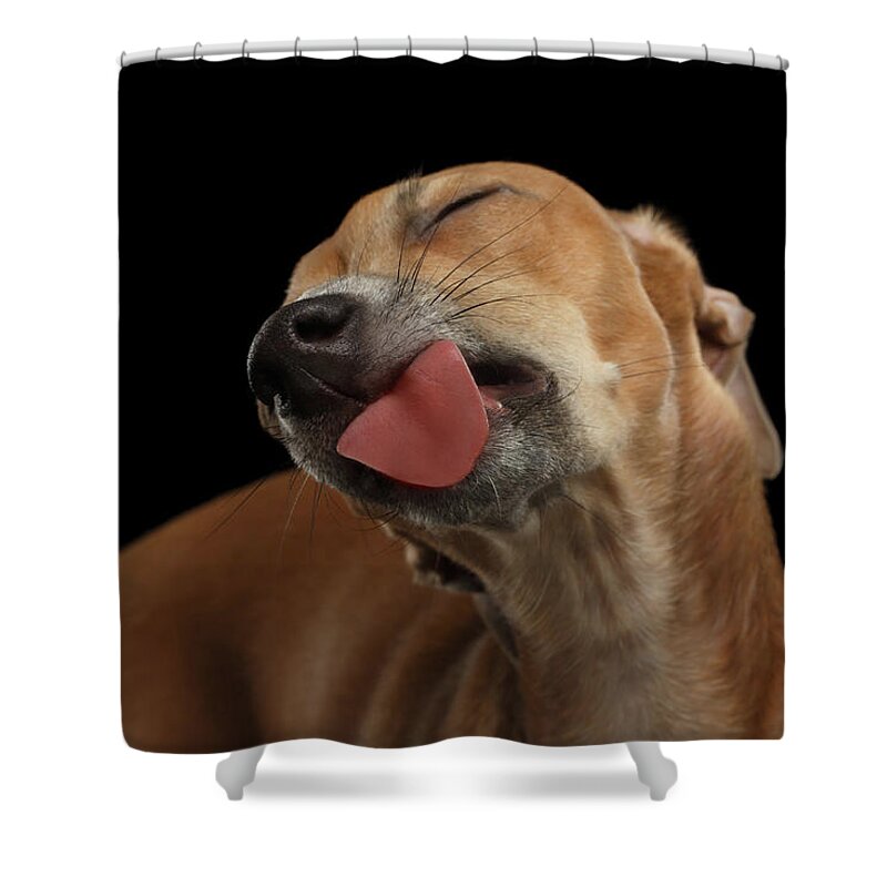 Greyhound Shower Curtain featuring the photograph Closeup Cute Italian Greyhound Dog Licked with pleasure isolated Black by Sergey Taran