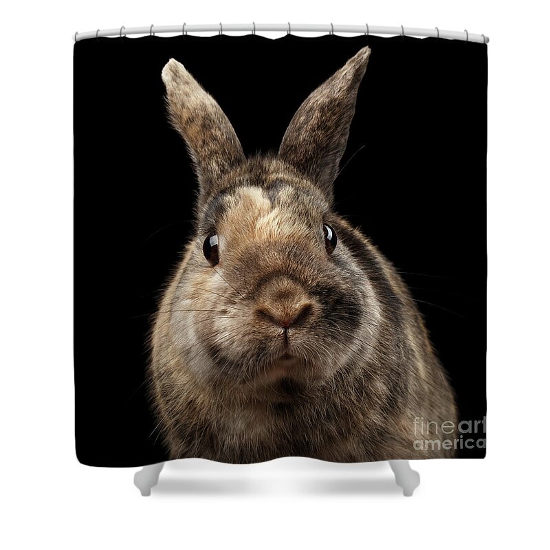 Rabbit Shower Curtain featuring the photograph Closeup Funny Little rabbit, Brown Fur, isolated on Black Backgr by Sergey Taran