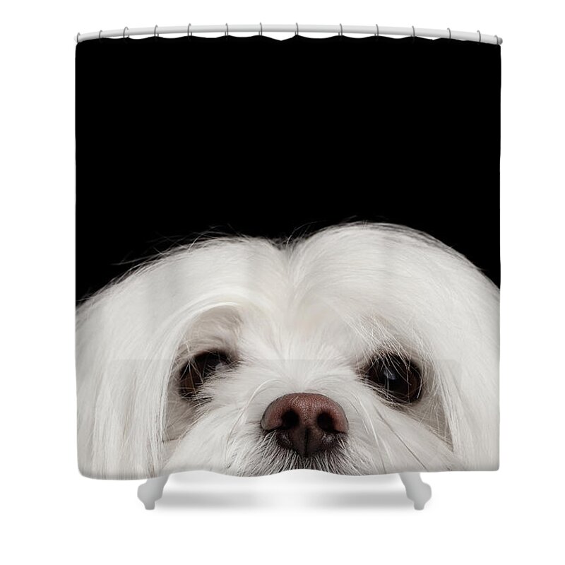 Maltese Shower Curtain featuring the photograph Closeup Nosey White Maltese Dog Looking in Camera isolated on Black background by Sergey Taran