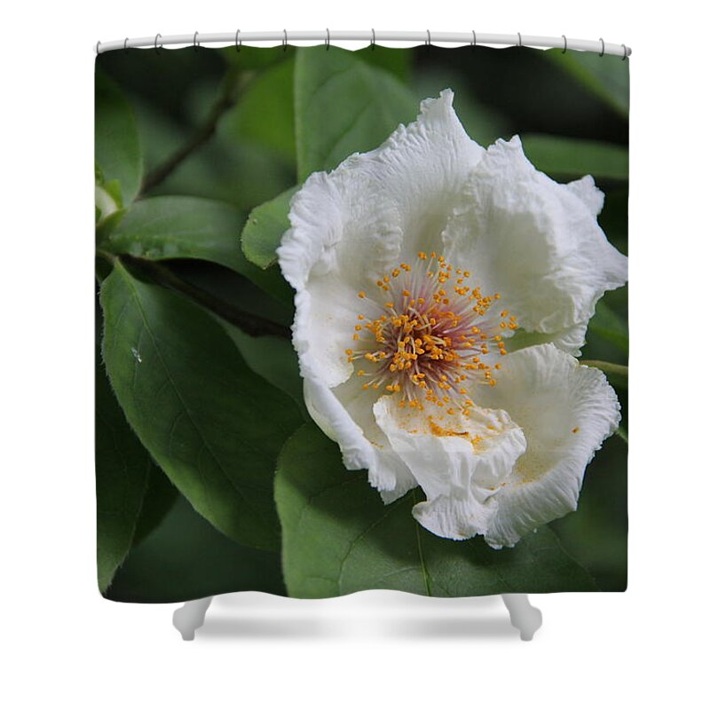 Flower Shower Curtain featuring the photograph Closeup of White Flower by Allen Nice-Webb