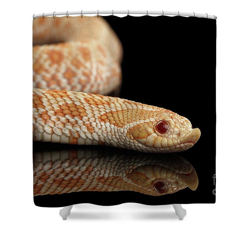 Snake Shower Curtain featuring the photograph Closeup Pink pastel Albino Western Hognose Snake, Heterodon nasicus isolated on black background by Sergey Taran