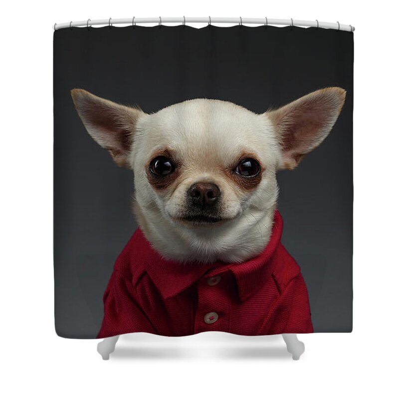 Pet Shower Curtain featuring the photograph Closeup Portrait Chihuahua dog in stylish clothes. Gray background by Sergey Taran