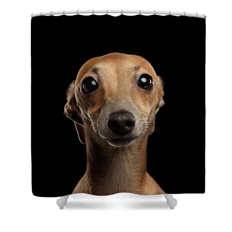 Greyhound Shower Curtain featuring the photograph Closeup Portrait Italian Greyhound Dog Looking in Camera isolated Black by Sergey Taran