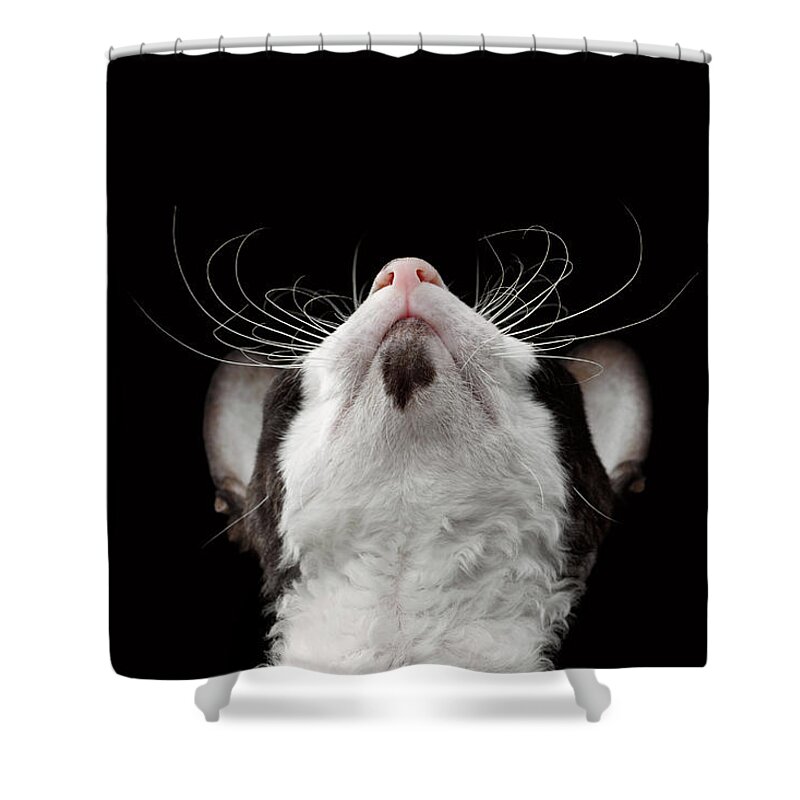 Cat Shower Curtain featuring the photograph Closeup Portrait of Cornish Rex Looking Up Isolated on Black by Sergey Taran