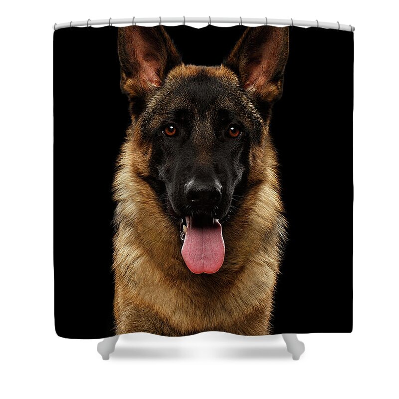 Dog Shower Curtain featuring the photograph Closeup Portrait of German Shepherd on Black by Sergey Taran