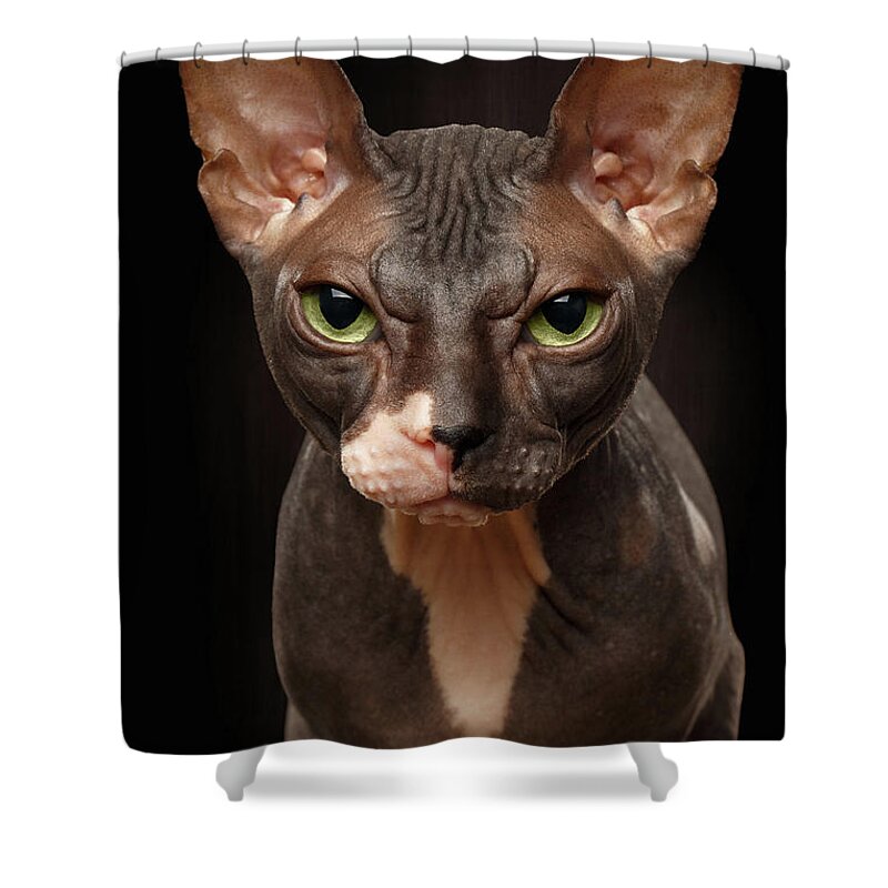 Pet Shower Curtain featuring the photograph Closeup Portrait of Grumpy Sphynx Cat Front view on Black by Sergey Taran