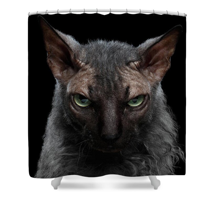 Werewolf Shower Curtain featuring the photograph Closeup Werewolf Sphynx Cat Angry Looking in Camera Isolated Black by Sergey Taran