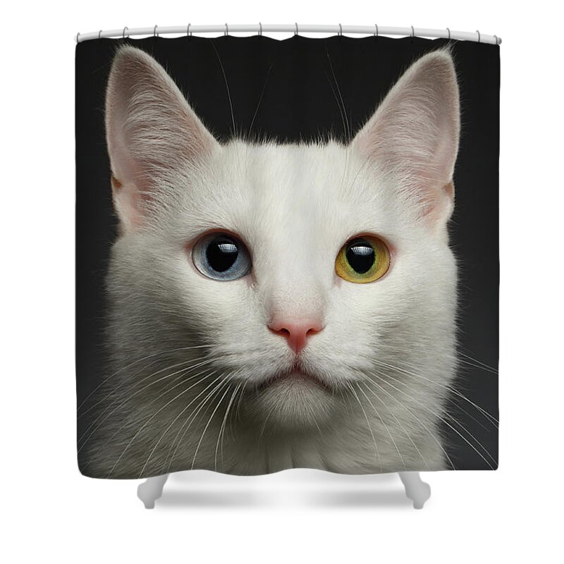 Heterochromia Shower Curtain featuring the photograph Closeup White cat with heterochromia eyes on gray by Sergey Taran
