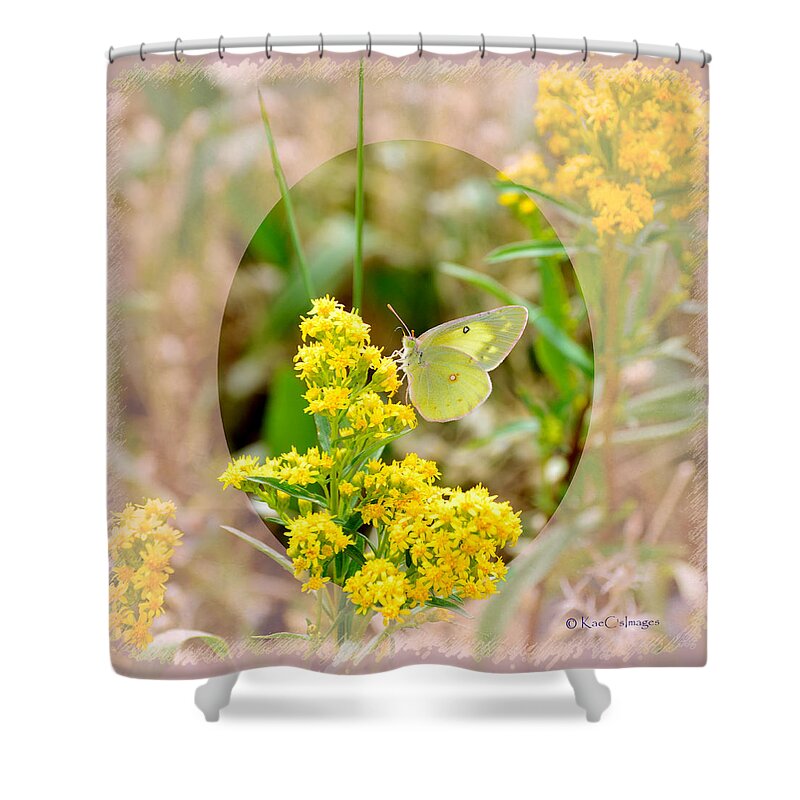 Butterfly Shower Curtain featuring the digital art Clouded Sulphur Butterfly Sipping Nectar by Kae Cheatham